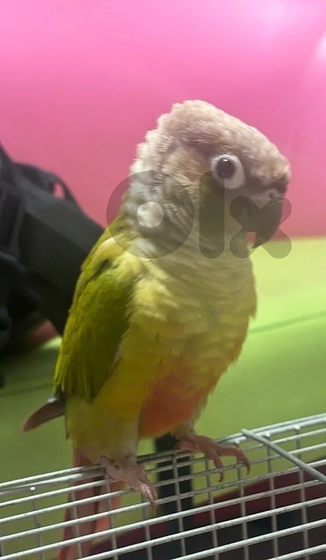 conure pineapple mrawar