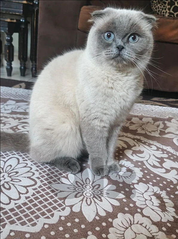 scottish fold blue point