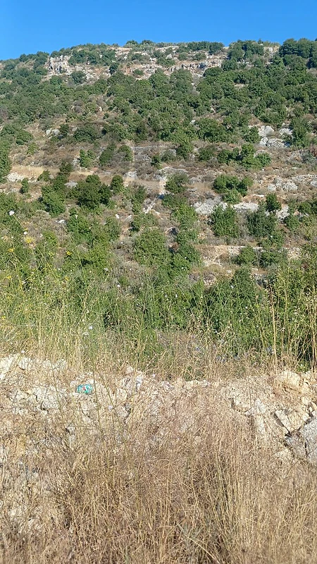 land for sale in Mehmarech ارض" لقطة"للبيع في محمرش