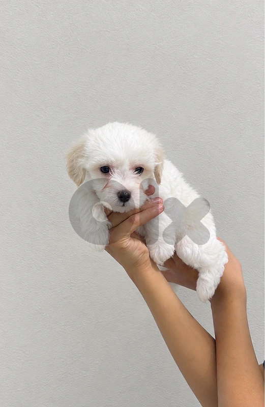 mini maltese bichon panda