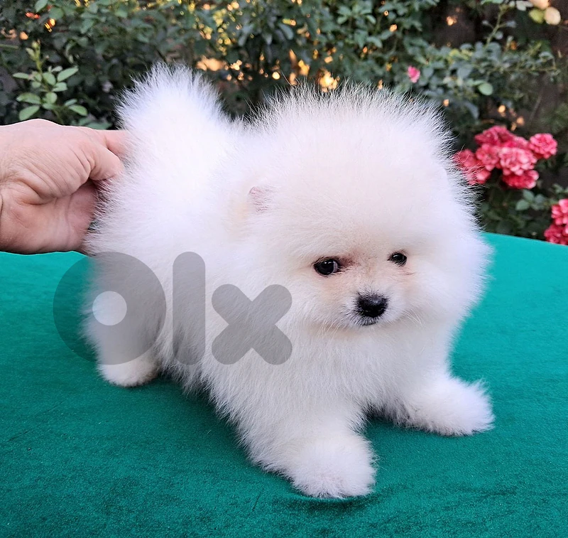 Pomeranian puppies available كلاب بوميرانيان