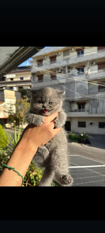 british males kitten