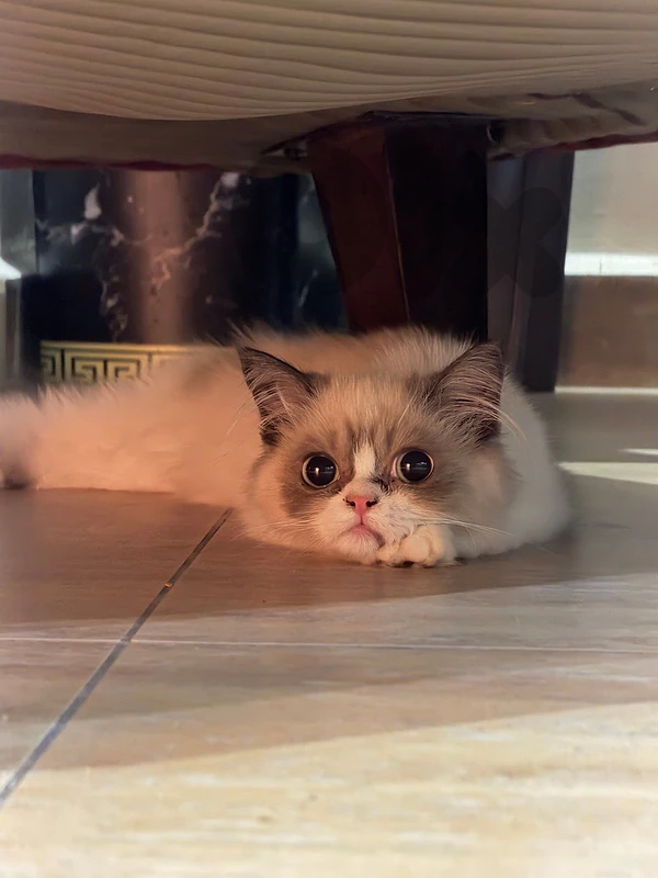 RAGDOLL BABY