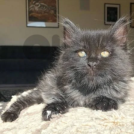 British kitten