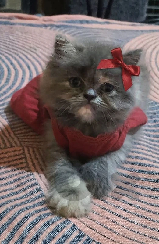 OUR BEAUTIFUL KITTENS NEED A NEW HOME NOW! ✨