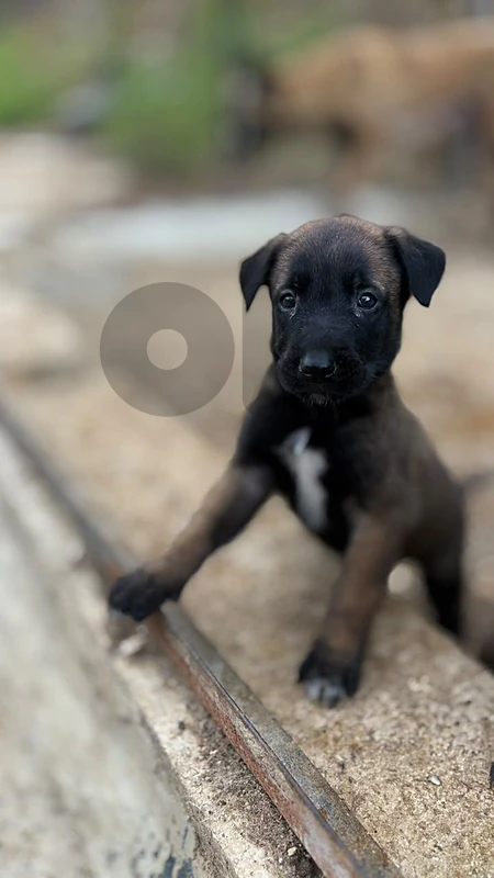 Mali noir puppy