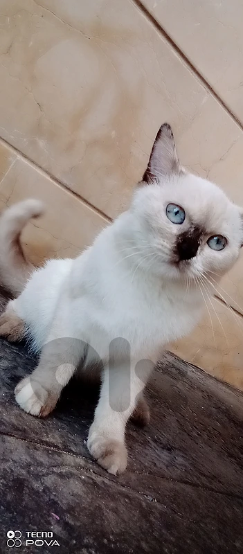جونيه كسروان حارت صخر