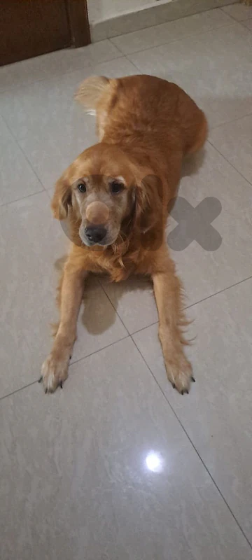 Golden Retriever- Female