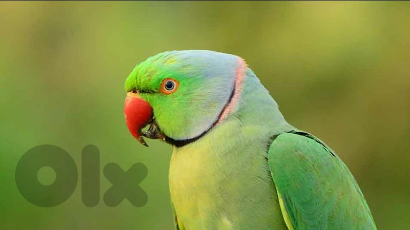Indian Ring-Necked parrot