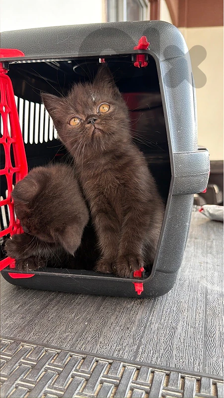 Britsh bene shokula pure kittens available