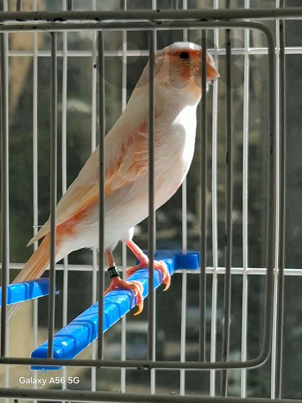 Canary كناري
