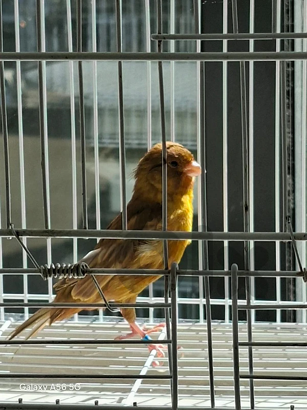 Canary كناري