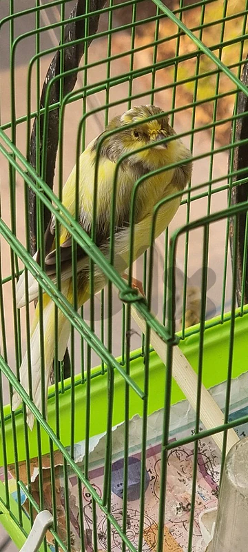 بندوق يورك