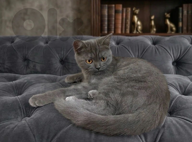 British shorthair female