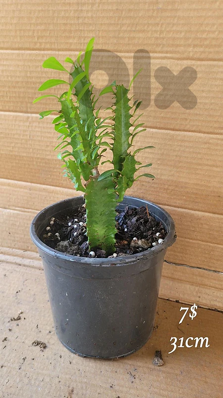 cactus