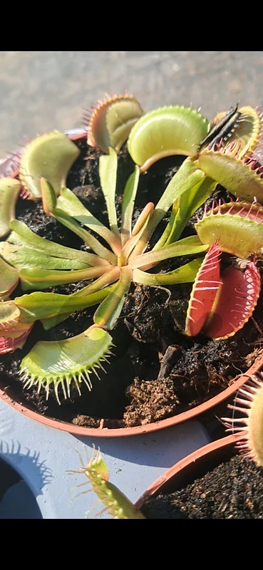 آكل الحشرات Venus flytrap