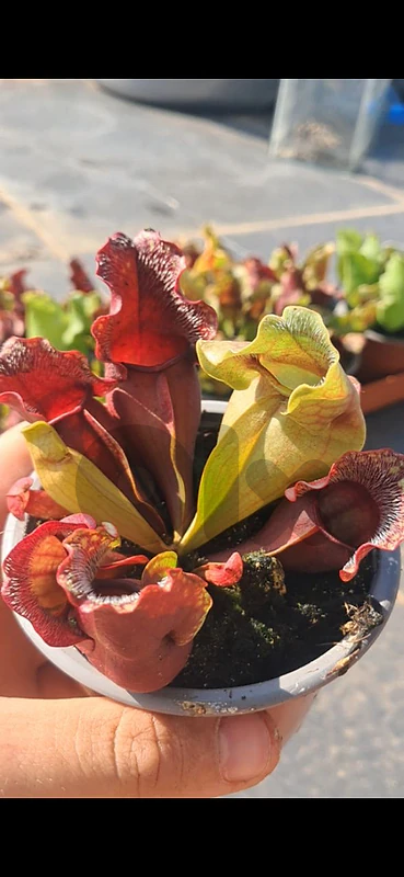 آكل الحشرات Pitcher plant sarracenia