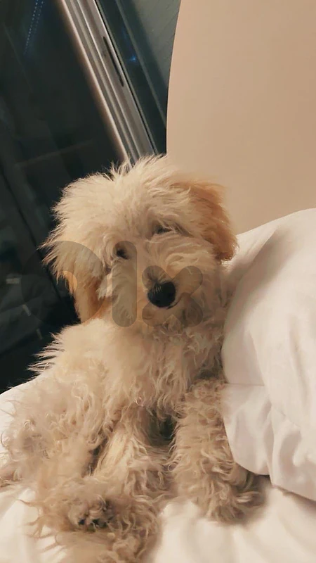Maltipoo 6 month old
