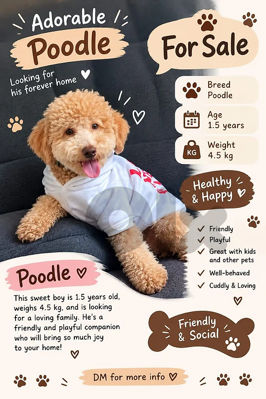 poodle
