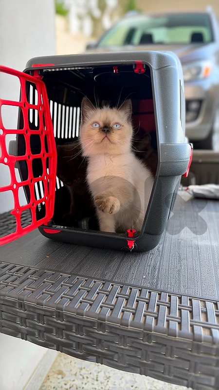 Britsh bene shokula pure kittens available