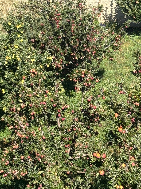 apple fruits تفاح