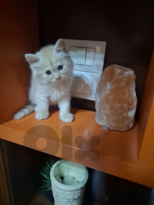 male cat