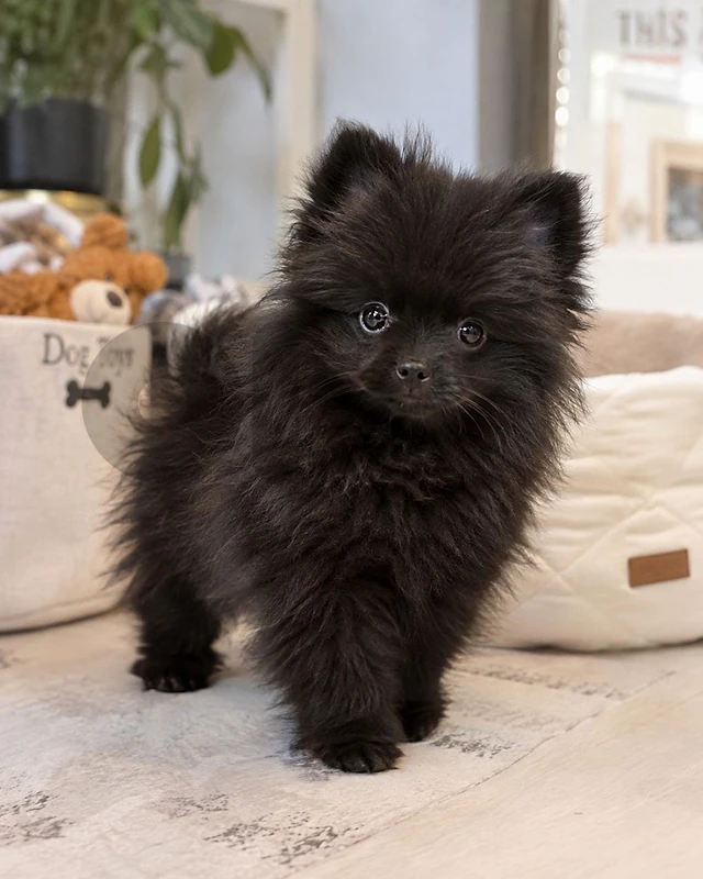 Charming Pomeranian Spitz puppies available in store / Delivery