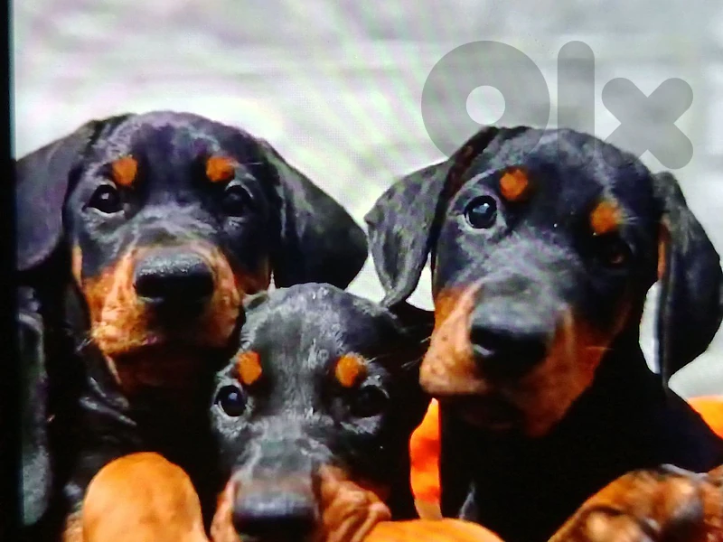 doberman high quality