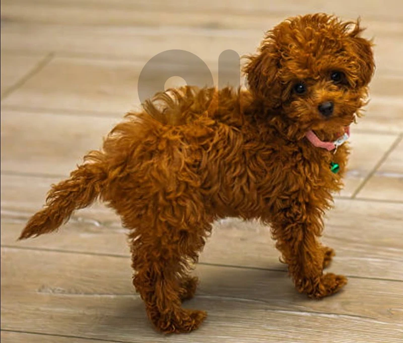 Toy Poodle available