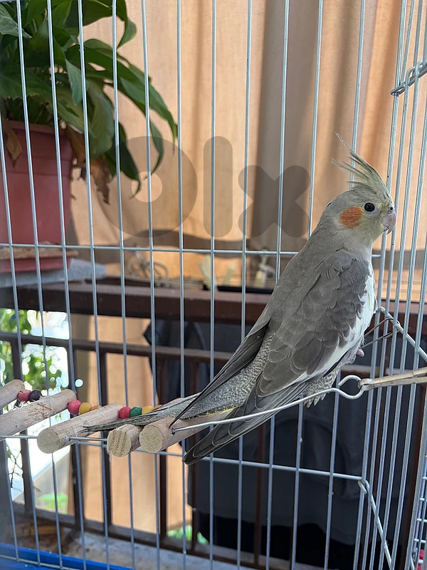 3.5 months Cockateil for Sale