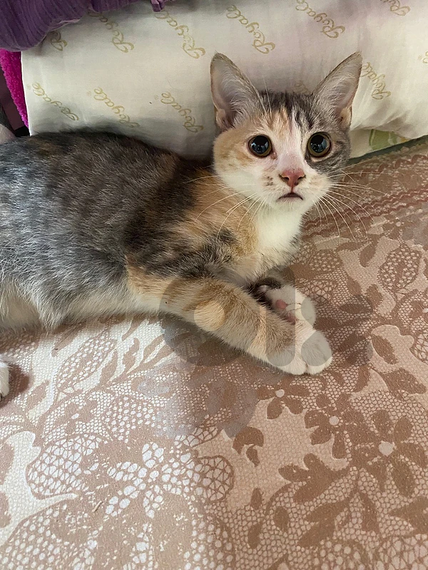 kitten and her mom
