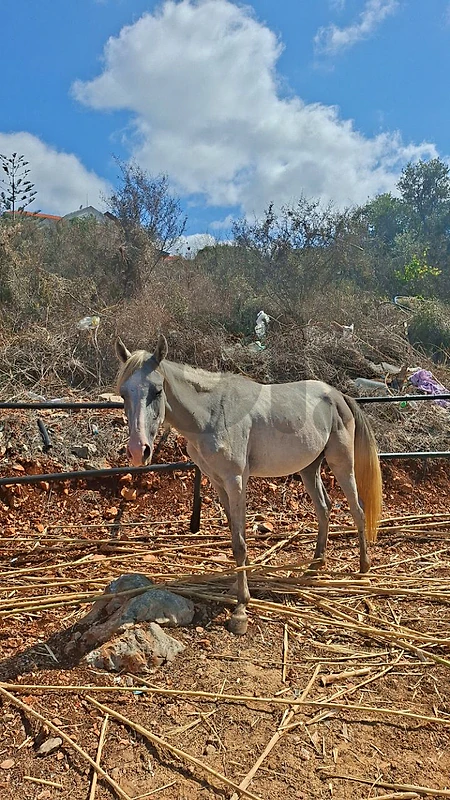 Female Horse for Sale