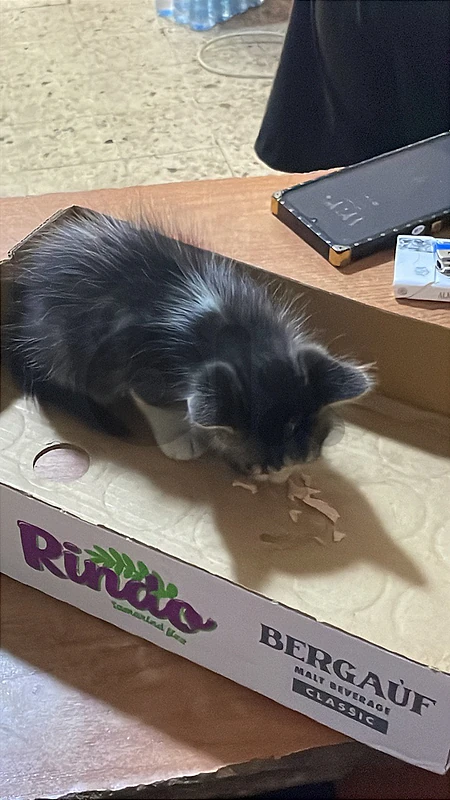 kitten for adoption