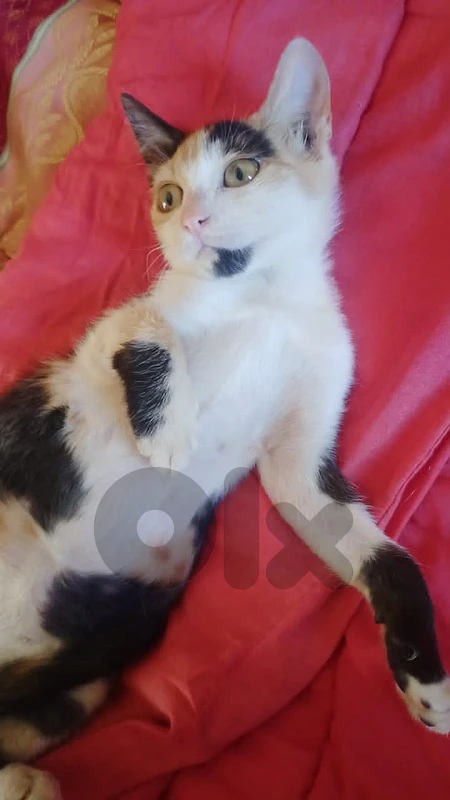 kittens for adoption (FREE)