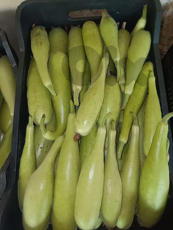 خضراوات الجبل خضراوات الجبل