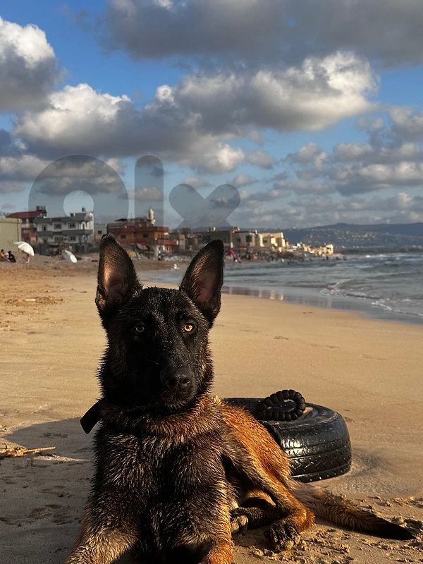 malinoi dog