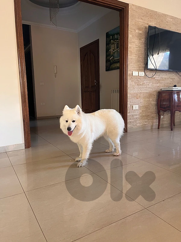 Samoyed siberian