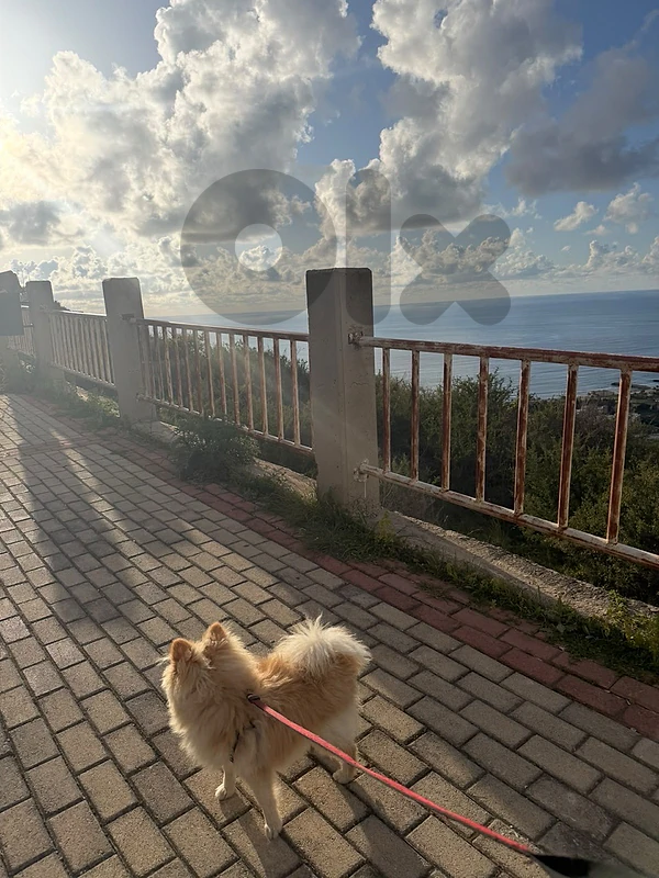 pomeranian for sale