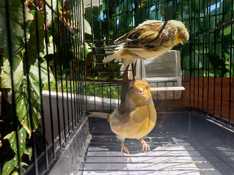 Canaries for sale
