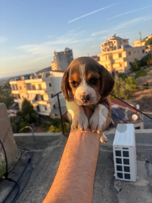beagle puppies