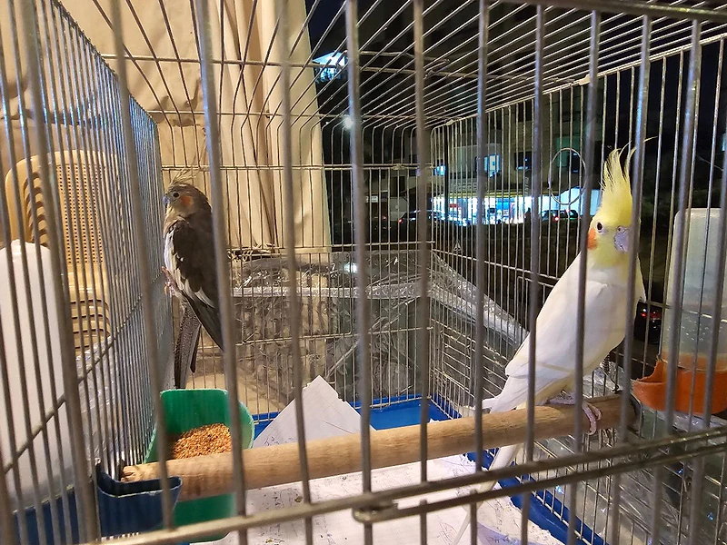 COUPLE TAMED COCKATIEL