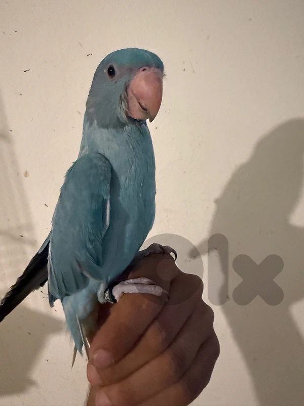 فرخ ببغاء دره