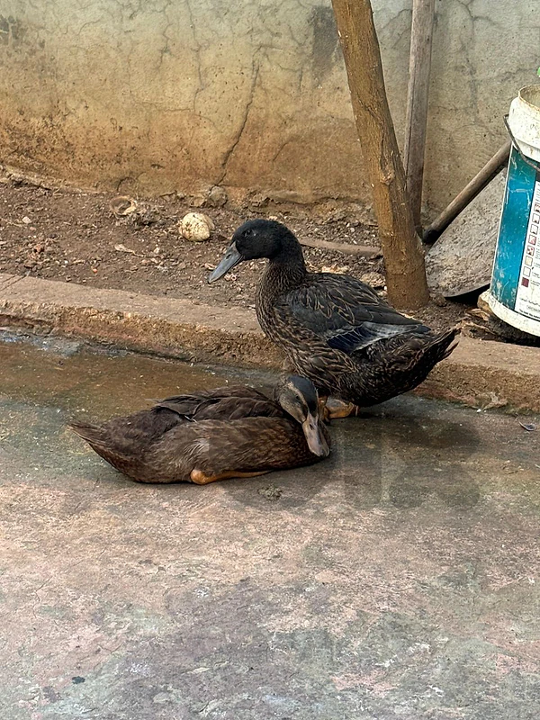 بطتان duck