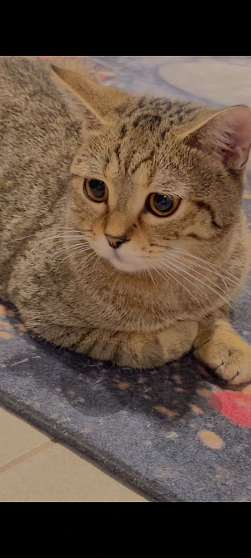 Tiger British Mix (ShortHair) for adoption