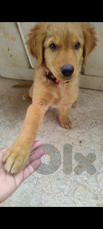 Golden Retriever Female Puppy للبيع 💛🐶