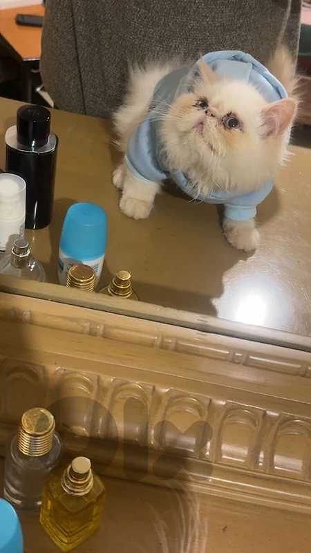 cats for sale