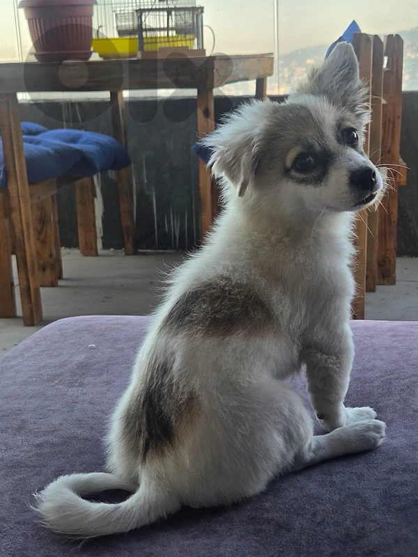 sako for adoption