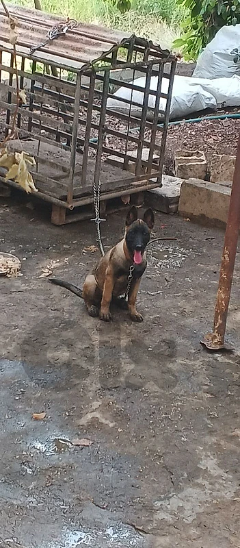 female dog