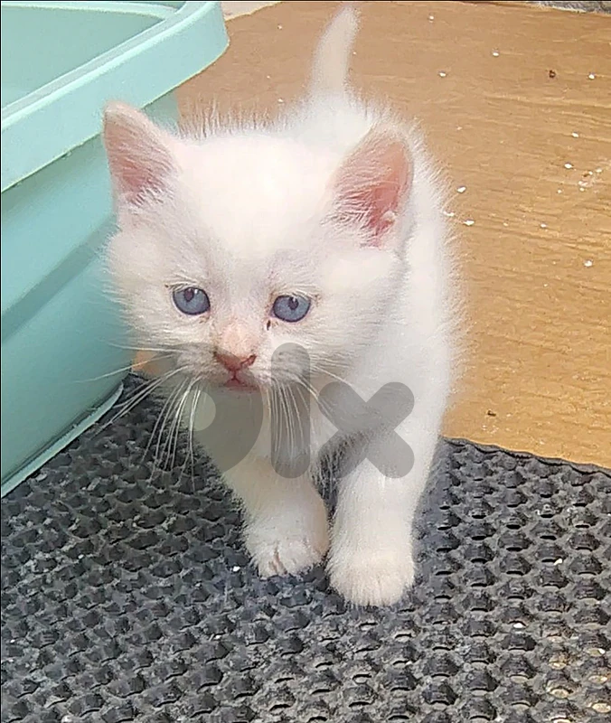 Himalayan White, orange ears kitten