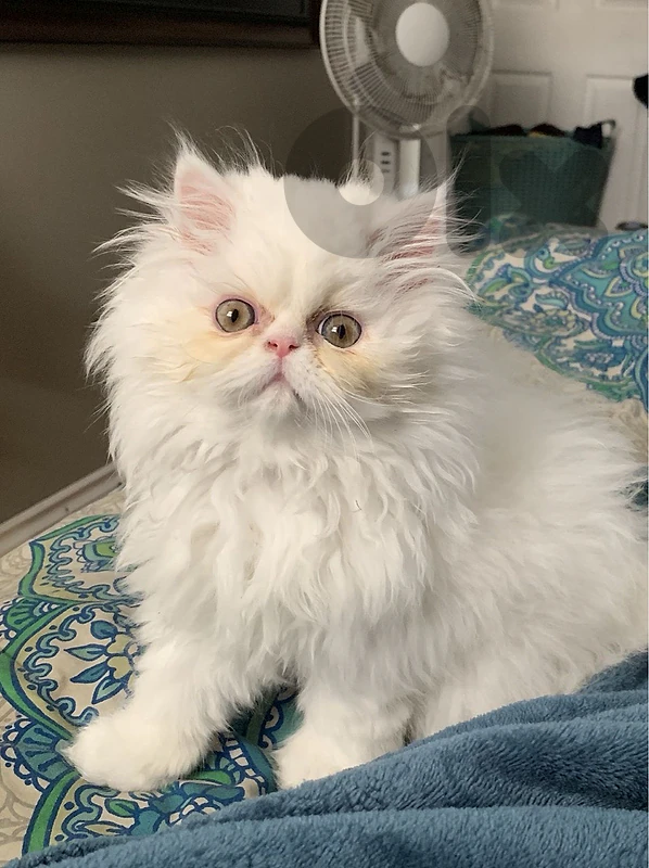 persian himalayan kitten available قطط/بسينات